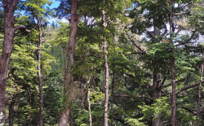 Lote de terreno en venta Ruta 202, Valdivia. Foto#6