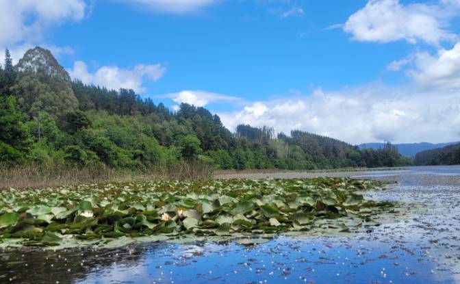 Lote de terreno en venta Ruta 202, Valdivia. Foto#9