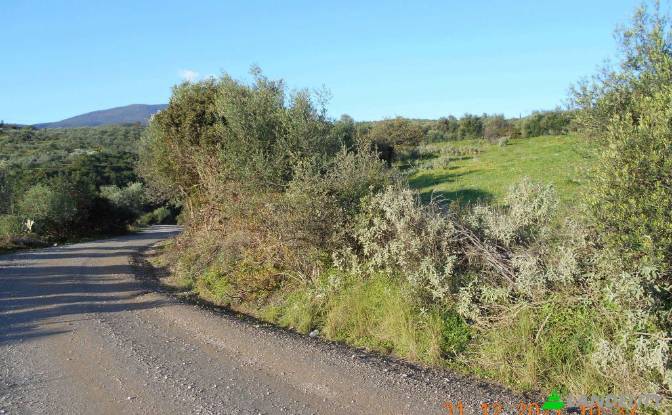 Land/Lot for Sale Petalidi, Peloponnese Region. Photo#7