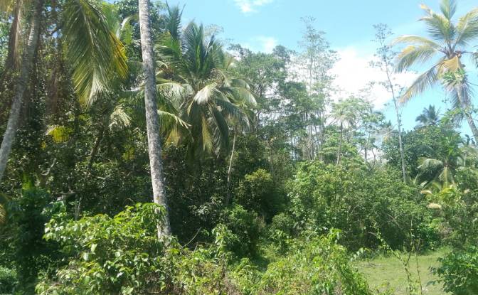 Investing/Development for Sale Bandaranayake. Photo#10 Investing/Development for Sale Bandaranayake. Photo#10