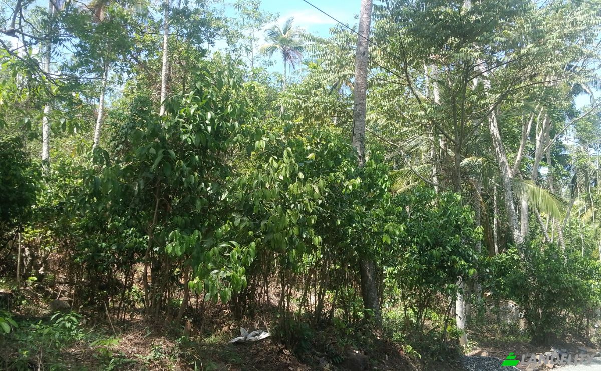 Investing/Development for Sale Bandaranayake, Galle, Southern Province, Sri Lanka. Photo 4