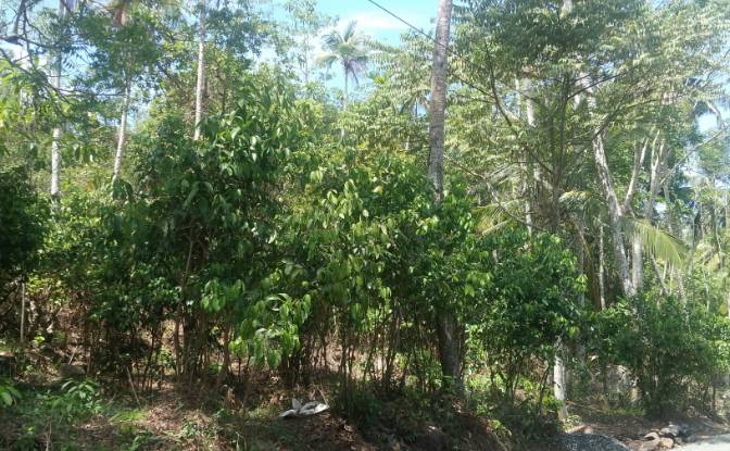 Investing/Development for Sale Bandaranayake. Photo#4 Investing/Development for Sale Bandaranayake. Photo#4
