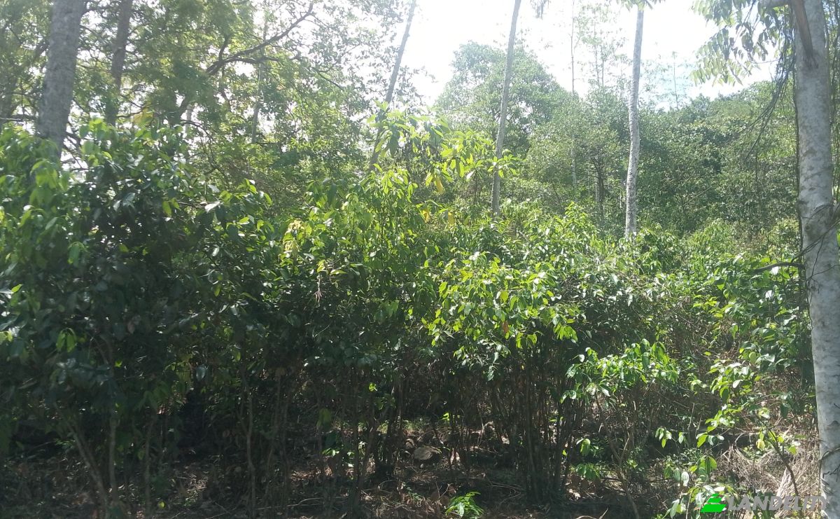 Investing/Development for Sale Bandaranayake, Galle, Southern Province, Sri Lanka. Photo 5