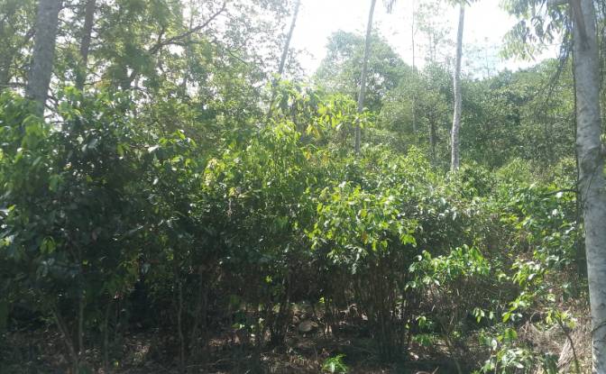Investing/Development for Sale Bandaranayake. Photo#5 Investing/Development for Sale Bandaranayake. Photo#5