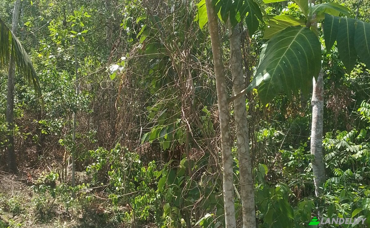 Investing/Development for Sale Bandaranayake, Galle, Southern Province, Sri Lanka. Photo 6