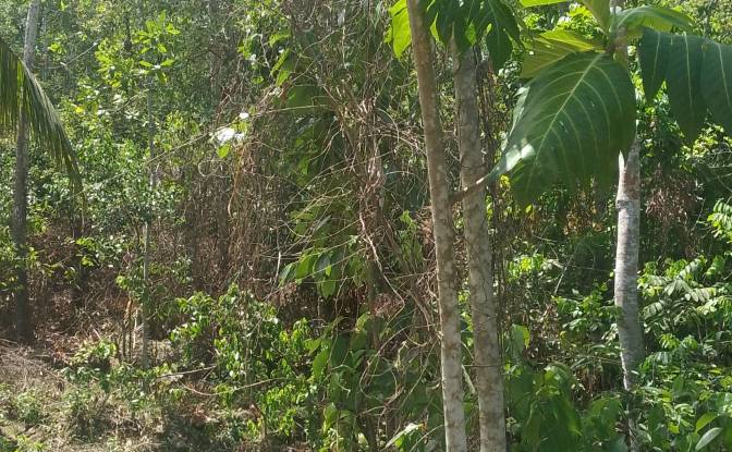 Investing/Development for Sale Bandaranayake. Photo#6 Investing/Development for Sale Bandaranayake. Photo#6