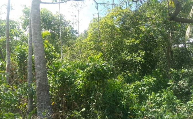 Investing/Development for Sale Bandaranayake. Photo#7 Investing/Development for Sale Bandaranayake. Photo#7