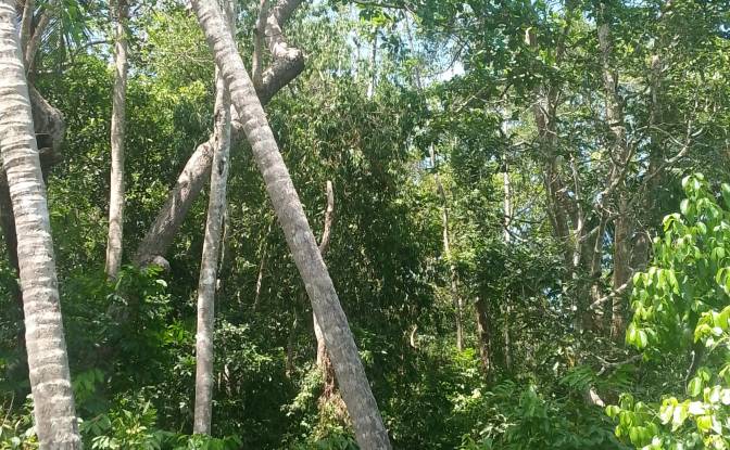 Investing/Development for Sale Bandaranayake. Photo#8 Investing/Development for Sale Bandaranayake. Photo#8