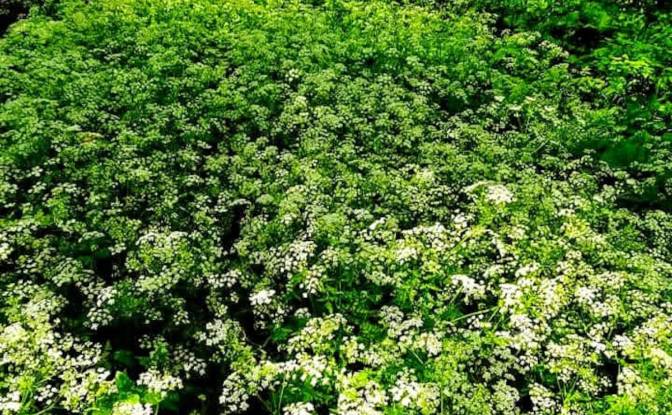 Single Family Home for Sale PrzysLup 28, 38-607. Photo#18