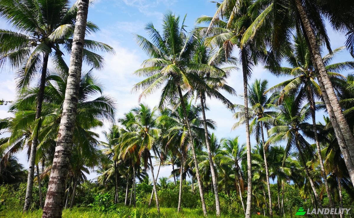 Investissement/Développement à vendre Wayabula, Morotai Island Regency, North Maluku, Indonesia, Daruba, Kec Morotai Sel Bar, Kabupaten Pulau Morotai, Maluku Utara. Photo 9