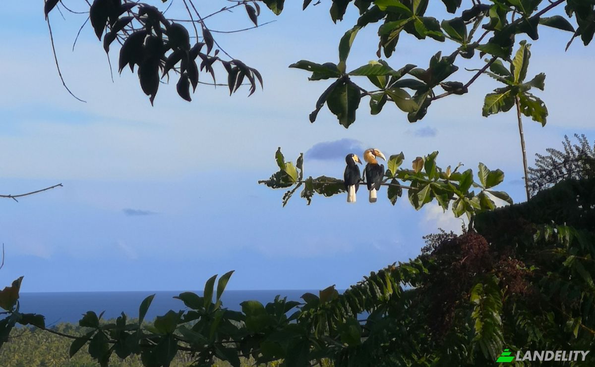 Investissement/Développement à vendre Wayabula, Morotai Island Regency, North Maluku, Indonesia, Daruba, Kec Morotai Sel Bar, Kabupaten Pulau Morotai, Maluku Utara. Photo 11