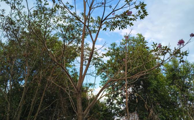 Land Lot for Sale Av Teniente Ricardo Mancia. Photo#4 Land Lot for Sale Av Teniente Ricardo Mancia. Photo#4