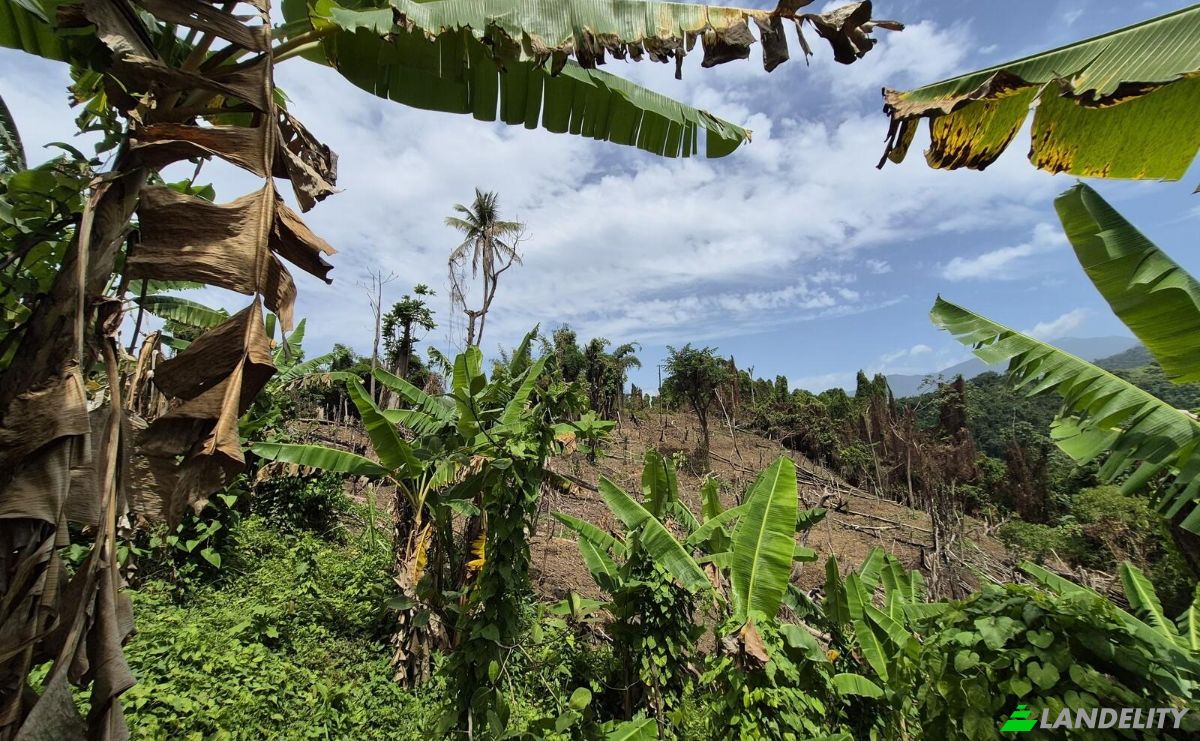 Land Lot for Sale Hope Bay, Portland Parish, Jamaica. Photo 2