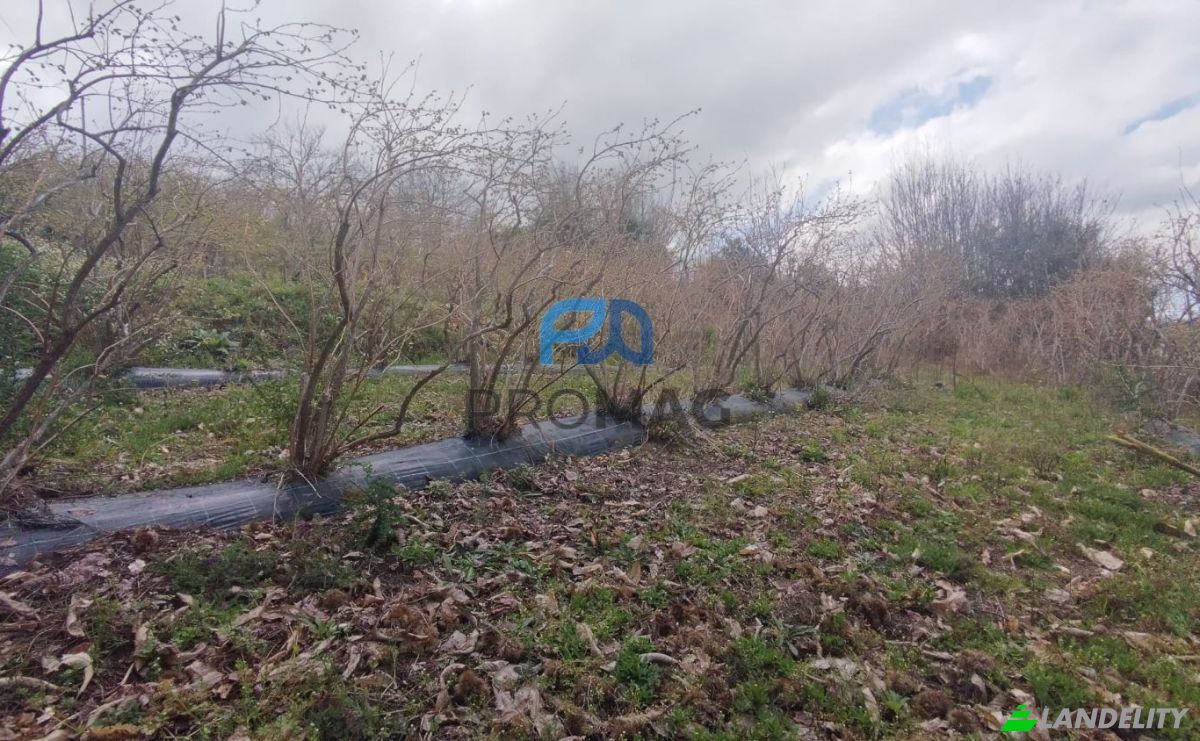 Lote de terreno en venta Arco, 4660 Resende, Resende, Viseu District, Portugal. Foto 15