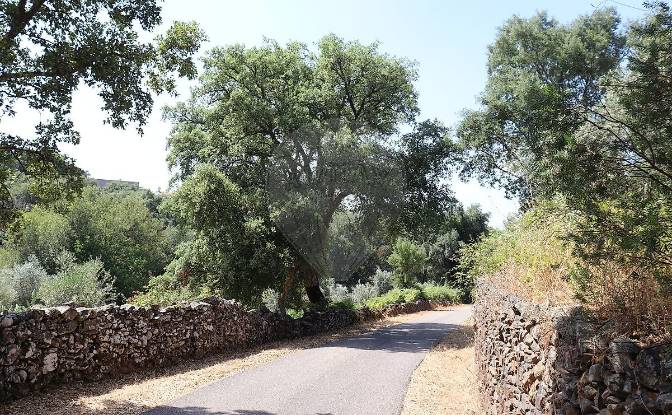 Granja/Rancho en venta EM1088 5, 7330. Foto#19 Granja/Rancho en venta EM1088 5, 7330. Foto#19