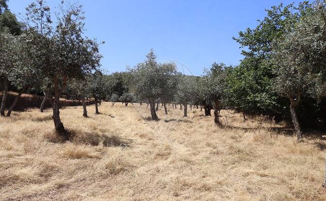 Granja/Rancho en venta EM1088 5, 7330. Foto#4 Granja/Rancho en venta EM1088 5, 7330. Foto#4