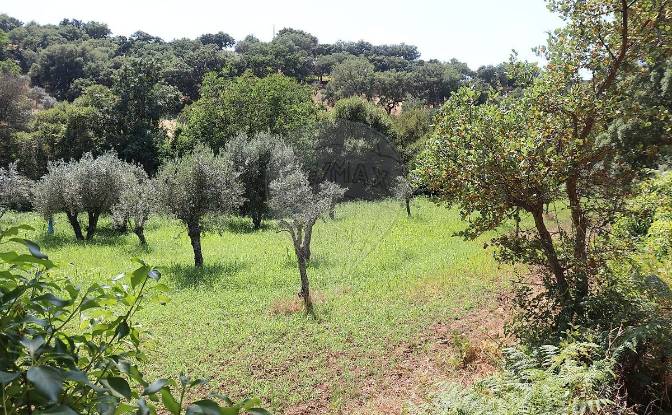 Granja/Rancho en venta EM1088 5, 7330. Foto#8 Granja/Rancho en venta EM1088 5, 7330. Foto#8