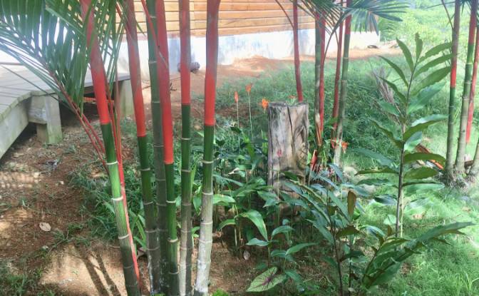 Casa unifamiliar à venda Bastimentos, Bastimento. foto#18