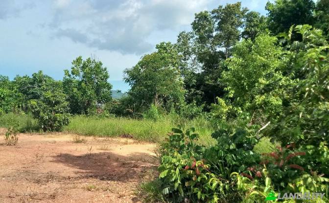 Land for Sale Tambon Lo Yung, Amphoe Takua Thung. Photo#3 Land for Sale Tambon Lo Yung, Amphoe Takua Thung. Photo#3