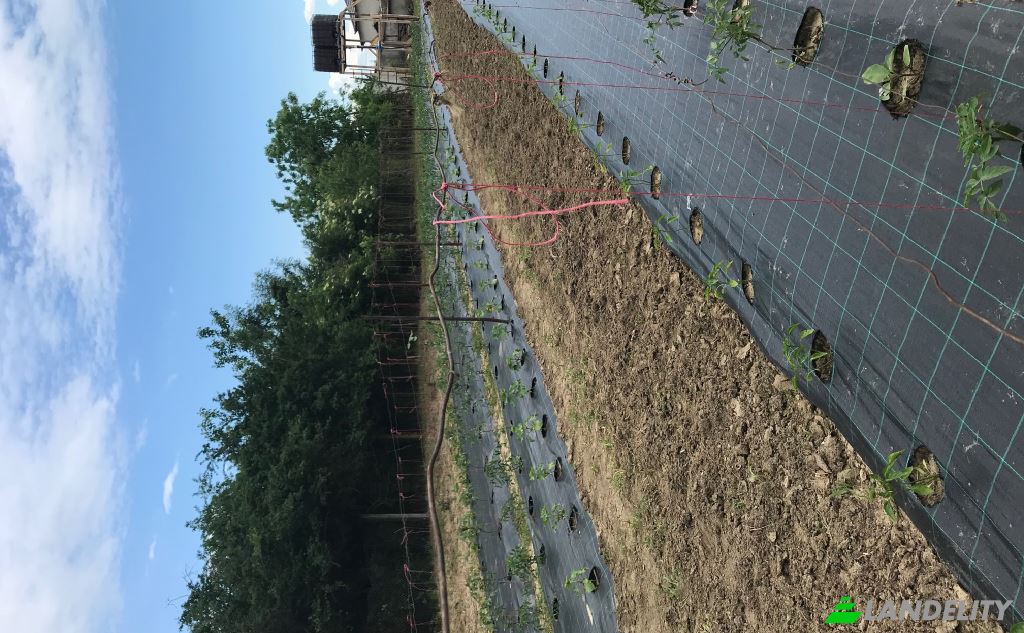 Односімейний будинок продаж Maruntisu, Costestii din Vale, Dambovita, Romania. Фото 2