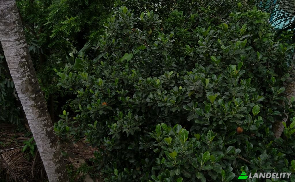 Земля/Ділянка продаж Ramnagar, Burdwan Division, West Bengal, India, West Bengal 713144. Фото 1