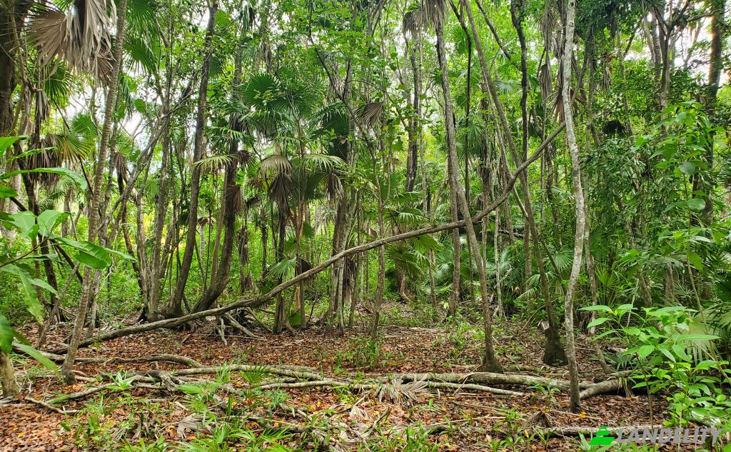 Land/Lot for Sale Liana Glade, Consejo, Corozal District, Belize. Photo 2