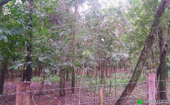 Land/Lot for Sale Aregua, Central Department. Photo#2 Land/Lot for Sale Aregua, Central Department. Photo#2