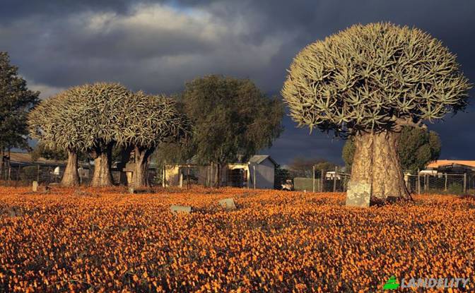Земля/Ділянка продаж Loeriesfontein. Фото#5