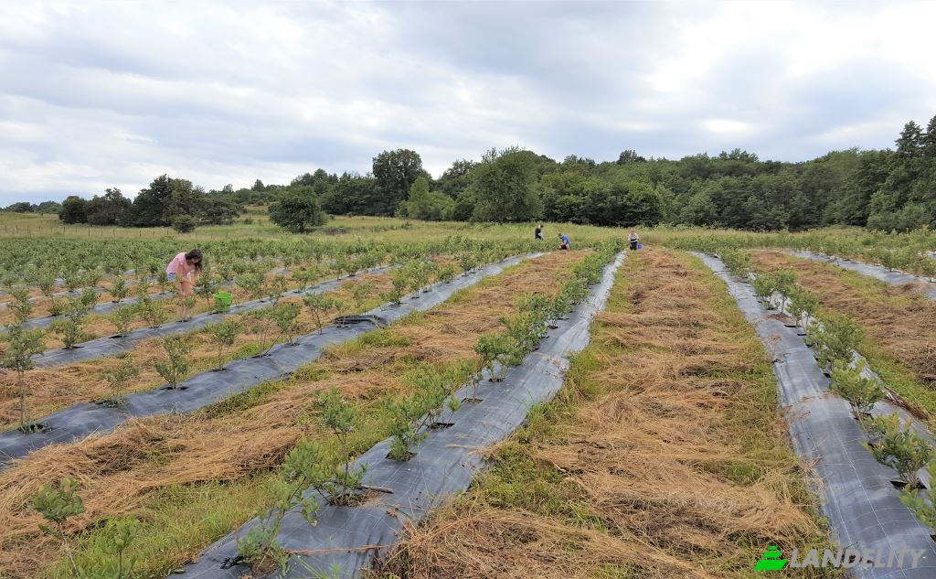 Земля/Ділянка продаж Scoreiu, Porumbacu de Jos, Sibiu, Romania. Фото 1