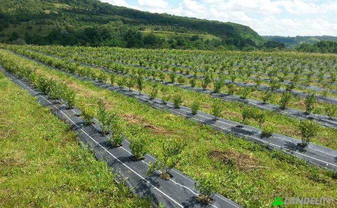 Земля/Ділянка продаж Scoreiu, Porumbacu de Jos. Фото#3