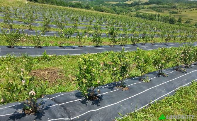 Земля/Ділянка продаж Scoreiu, Porumbacu de Jos. Фото#4