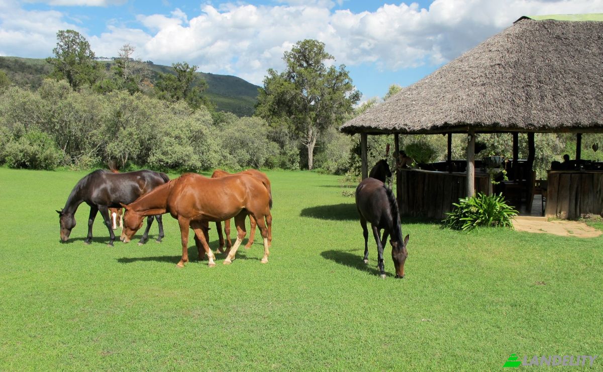 Grondperceel Te koop Melewa, Naivasha, Nakuru County, Kenya. Foto 3