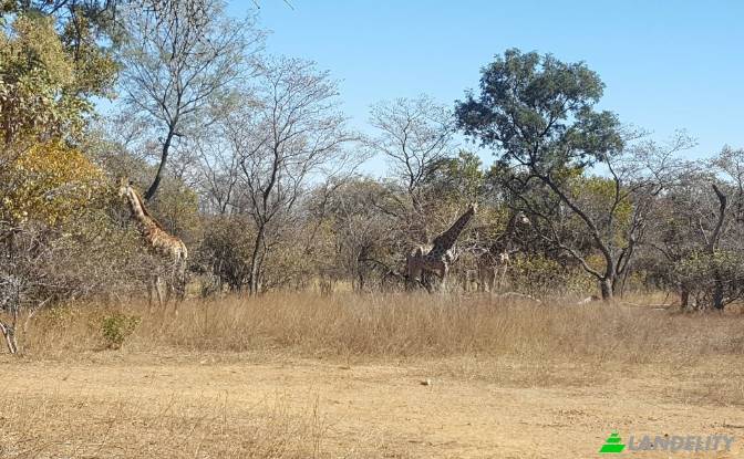 Land/Lot for Sale Waterberg District Municipality. Photo#17
