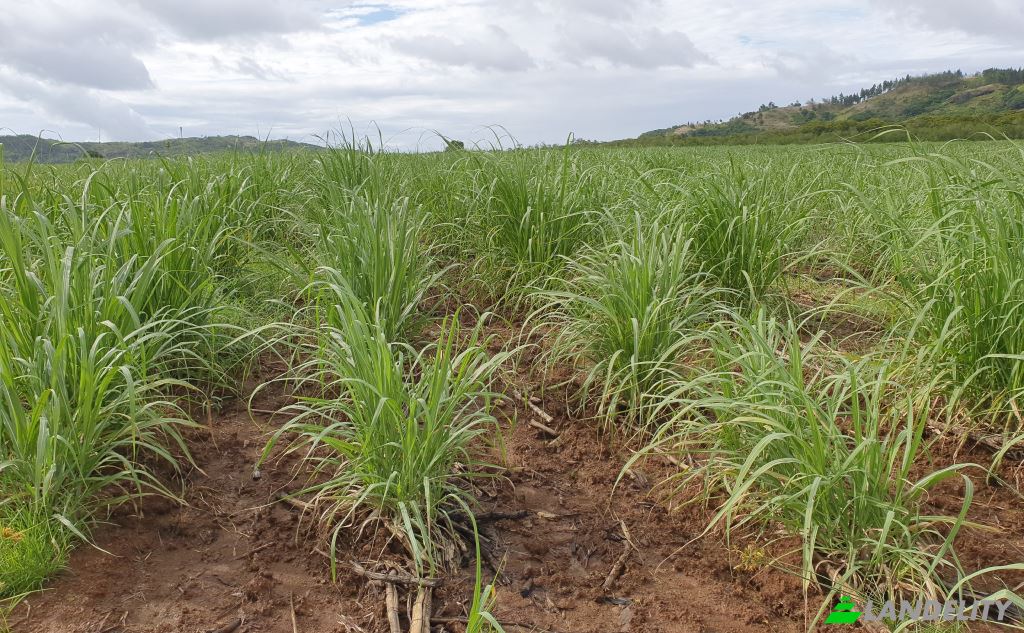 Земля/Ділянка продаж Mataniwai Road, Naleba, Labasa, Northern Division, Fiji. Фото 1