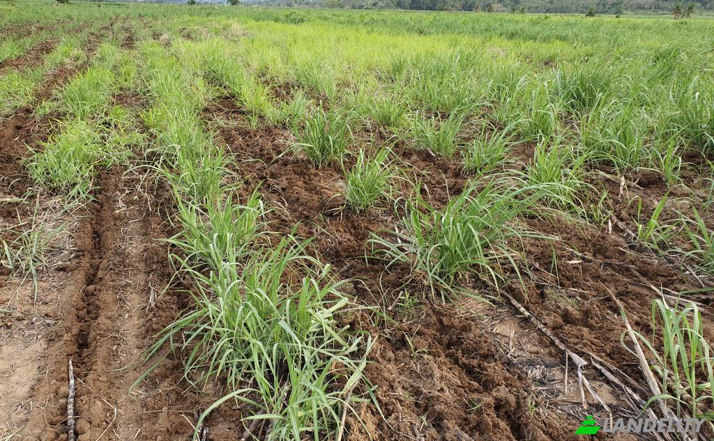 Земля/Ділянка продаж Mataniwai Road, Naleba, Labasa, Northern Division, Fiji. Фото 6