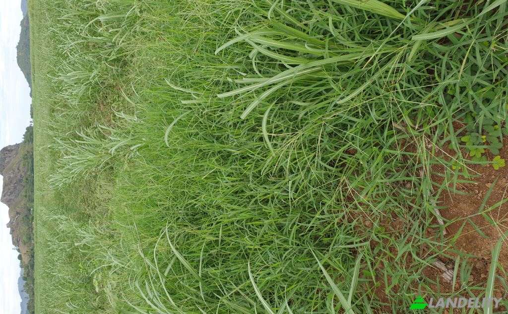Земля/Ділянка продаж Mataniwai Road, Naleba, Labasa, Northern Division, Fiji. Фото 8