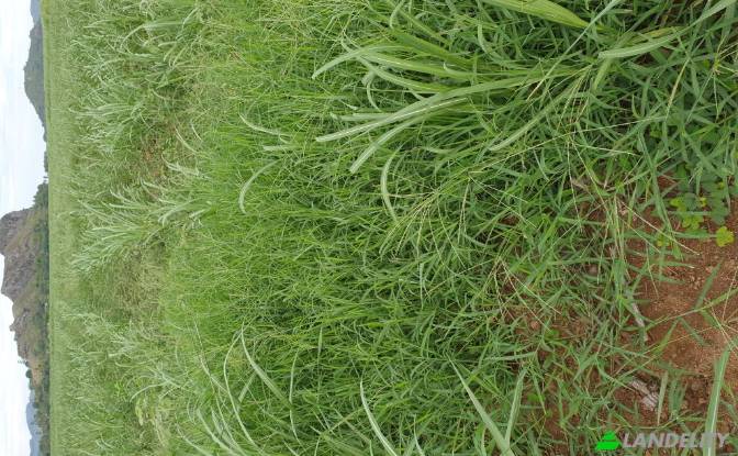 Земля/Ділянка продаж Mataniwai Road, Naleba. Фото#8