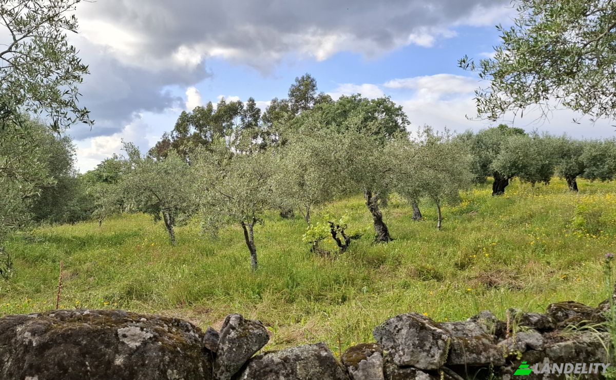 Lote de terreno en venta 6090 Salvador, Salvador, Penamacor, Castelo Branco District, Portugal. Foto 9