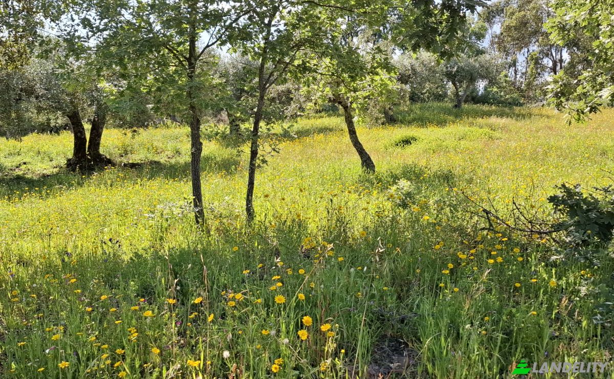 Lote de terreno en venta 6090 Salvador, Salvador, Penamacor, Castelo Branco District, Portugal. Foto 12