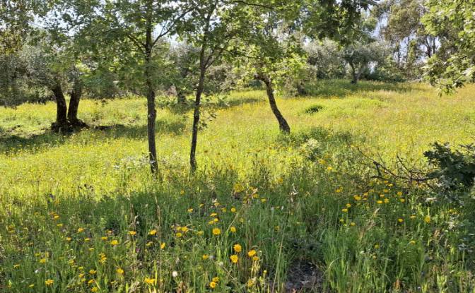 Lote de terreno en venta 6090 Salvador, Salvador. Foto#12