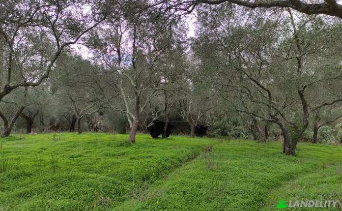 Land/Lot for Sale dos xoris onomasia, Kavos. Photo#5