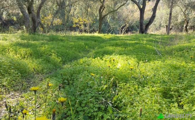 Land/Lot for Sale dos xoris onomasia, Kavos. Photo#4