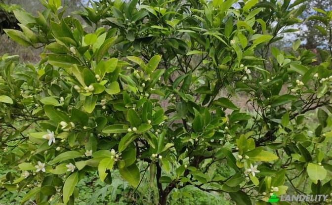 Land/Lot for Sale dos xoris onomasia, Kavos. Photo#6