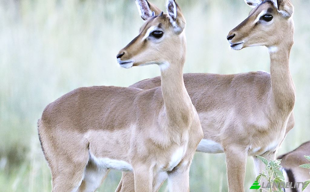 Земля/Ділянка продаж Waterberg Estate, Waterberg District Municipality, Limpopo, South Africa. Фото 10