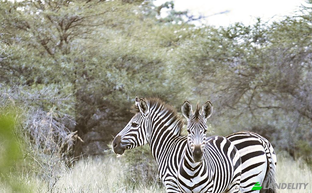 Земля/Ділянка продаж Waterberg Estate, Waterberg District Municipality, Limpopo, South Africa. Фото 8