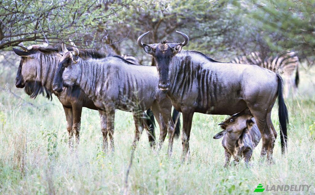Земля/Ділянка продаж Waterberg Estate, Waterberg District Municipality, Limpopo, South Africa. Фото 9