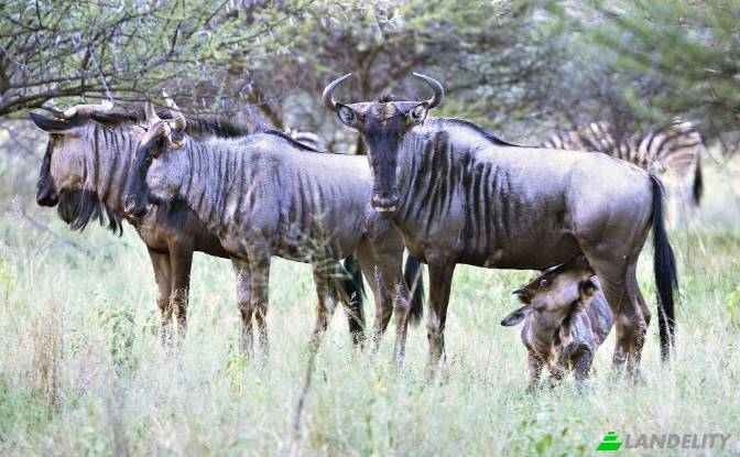 Земля/Ділянка продаж Waterberg Estate. Фото#9