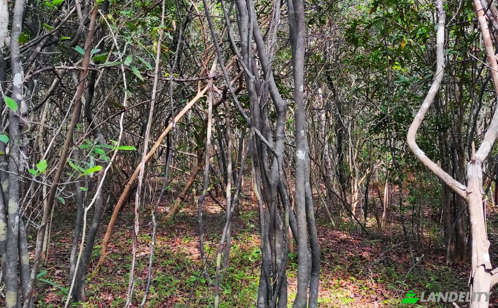 Земля/Ділянка продаж Wanathavillu, Puttalam, North Western Province, Sri Lanka. Фото 5