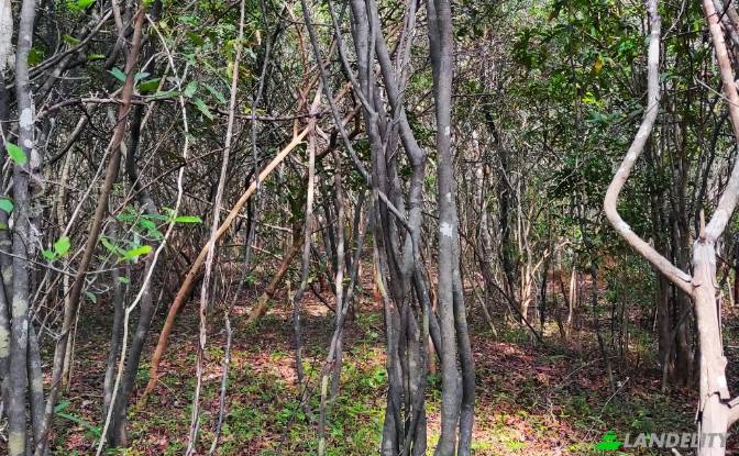 Земля/Ділянка продаж Wanathavillu, Puttalam. Фото#5