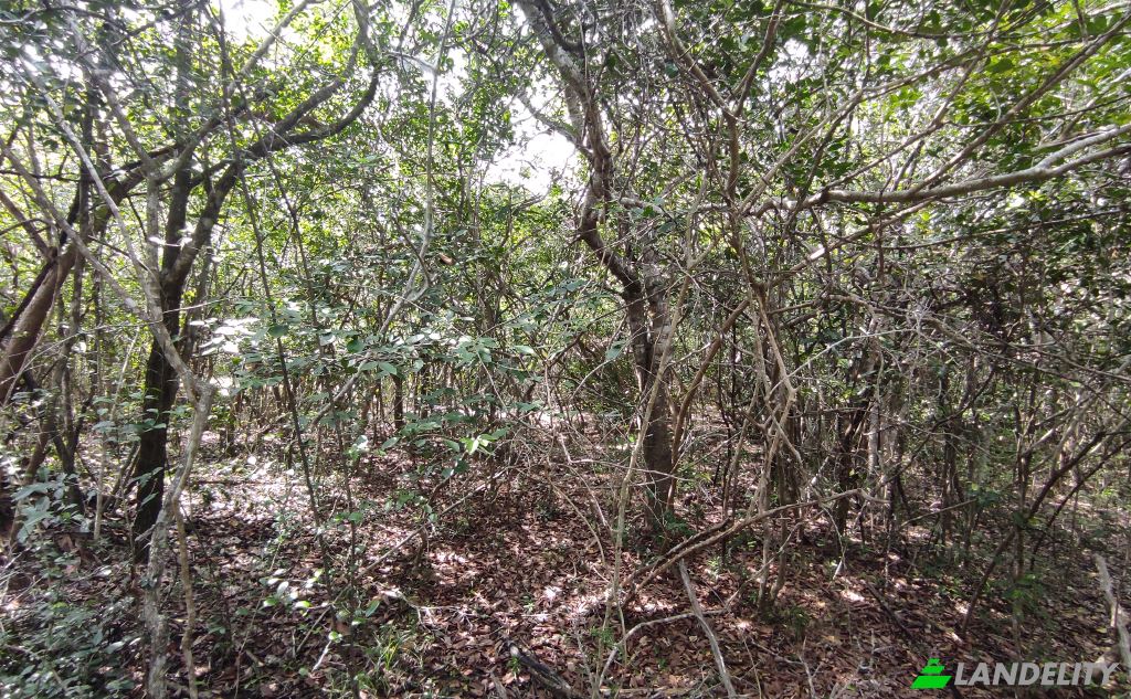 Земля/Ділянка продаж Wanathavillu, Puttalam, North Western Province, Sri Lanka. Фото 4